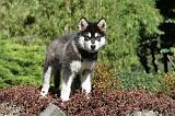 ALASKAN MALAMUTE 005